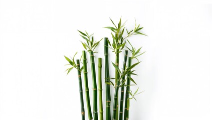Isolated bamboo plant segments on neutral backdrop for environmental awareness, Earth Day