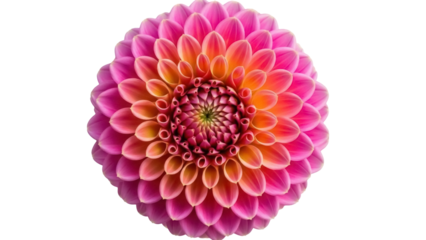 Isolated pink dahlia blossom with orange accents, full bloom beauty in springtime, flower close-up