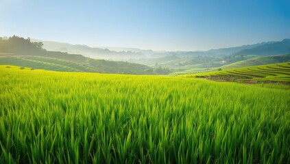 Terraced rice fields in lush environment ecological farming, World Agriculture Day