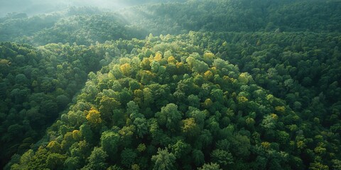 Aerial view of lush green forest, highlighting biodiversity and ecosystem preservation