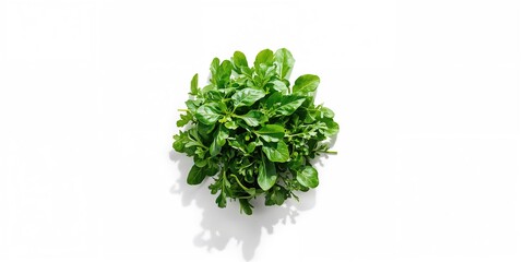 Obraz premium Green arugula spread on a white surface serving as a vibrant, fiber-rich meal component, World Vegetarian Day