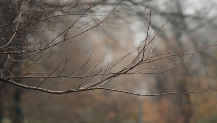 Branch structure without leaves against a soft-focus background, highlighting seasonal change and tree lifecycle, Earth Day