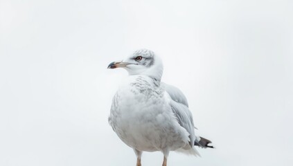 Seagull standing against a plain white backdrop, highlighting bird anatomy and natural habitat