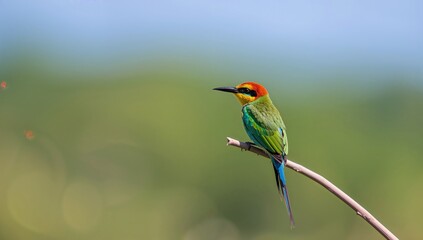 Obraz premium Birds with colorful feathers perched in sunlight, designed as a natural scene for editorial use