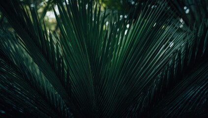 Obraz premium Deep dark green palm leaves pattern serving as a UI backdrop for tropical-themed interfaces, Earth Day