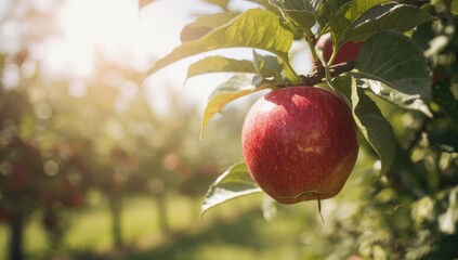 Obraz premium Harvesting ripe fruits in an apple orchard, focusing on seasonal agriculture and fruit collection practices