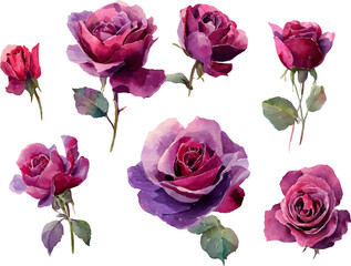 Fototapeta premium pink roses on white background