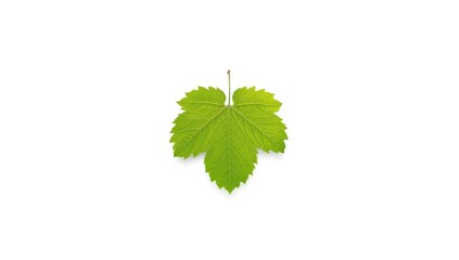 Fototapeta premium Fresh grape leaves in springtime, ideal for natural texture backgrounds