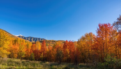 Fototapeta premium Chestnut trees in a valley setting, ecological preservation during autumn