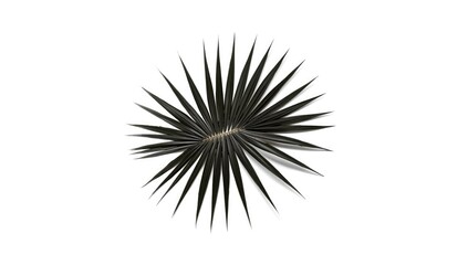 Obraz premium Single black palm leaf on plain white backdrop for graphic design, background for text and layout