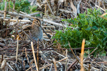 Fototapeta premium Common snipe