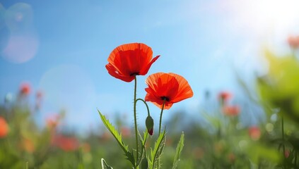 Obraz premium Two vivid red poppies with buds, garden planting for natural landscape, Earth Day