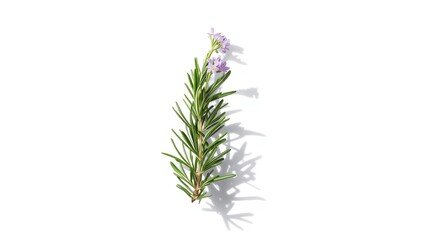 Fototapeta premium Fresh rosemary flowers isolated on white backdrop, useful for herbal or gardening layouts
