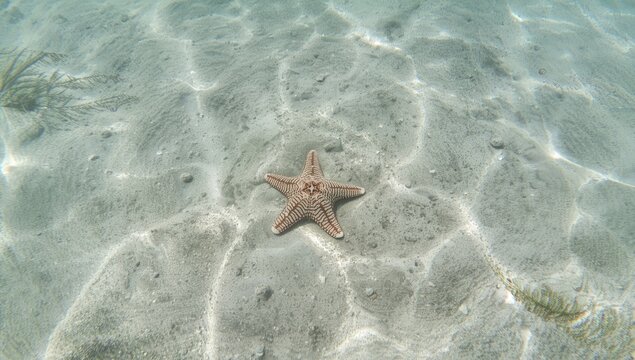 Colorful pentercaster starfish with rigid calcium carbonate plates, highlighting marine biodiversity and skeletal composition