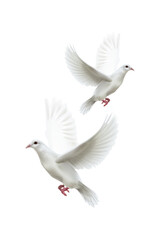 Obraz premium Two graceful white doves flying together with spread wings symbolizing peace and freedom isolated on transparent background
