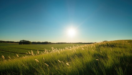 Obraz premium Clear sky with vivid green grass, ideal for use as a natural background in informational or editorial layouts
