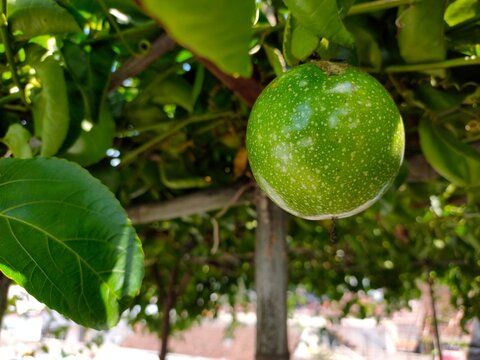 A round, green passion fruit hangs from a leafy vine on a wooden trellis under bright, dappled natural sunlight. Unripe. Passiflora flavicarpa