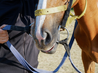 Close-up of a horse muzzle with bit and bridle, held by a handler. Focus on the nose, mouth, and equestrian tack during training or preparation at a stable