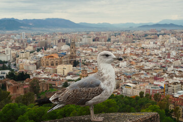 Panoramic view of M&aacute;laga showing the historic center, the cathedral and the surrounding urban landscape with the mountains in the background, featuring a seagull in the foreground above the city