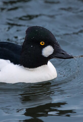 Bird on swiming, close up