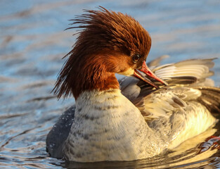 great crested grebe