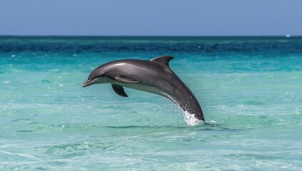 Obraz premium Dolphin breaching the surface of the Atlantic Ocean close to shoreline, marine life and dynamic movement