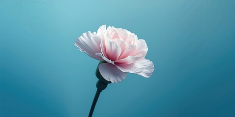 Macro shot of a white-pink carnation bud with soft petals against a blue backdrop, suitable for floral pattern or layout