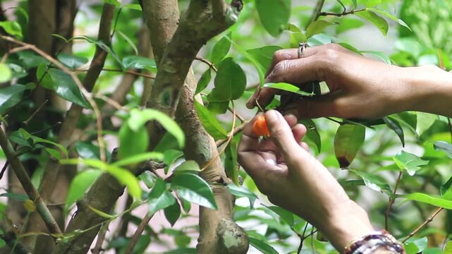 ripe Surinam Cherry (Pitanga), also known locally as Dewa Ndaru. The fruit features a unique small, round, and ribbed shape resembling a miniature starfruit