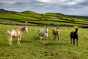 horses in the mountains