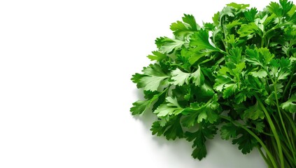 Fototapeta premium Fresh coriander leaves growing in a patch, emphasizing herbal freshness for cooking