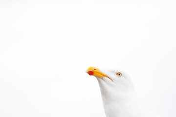 Seagull close-up. Minimalist composition.