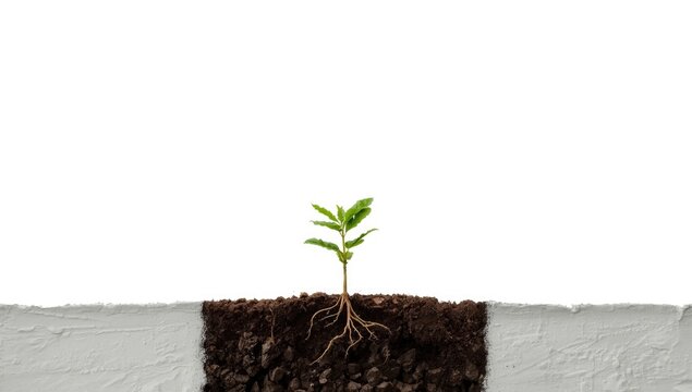 Young oak tree shown against a plain white backdrop, emphasizing natural development for botanical study