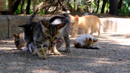 Stray Kittens Eating Food on the Street. Baby Cats Eating Outdoors on Pavement. Adorable Stray Kittens Having a Meal. Hungry Street Kittens Feeding Together.