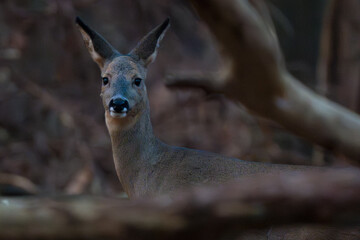 Roe deer portrait © Marcel