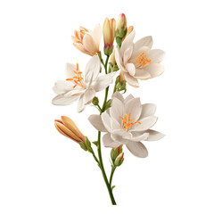 Obraz premium Soft-petaled white flowers on a branch