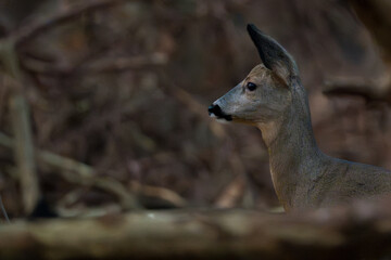 Roe deer in the forest © Marcel