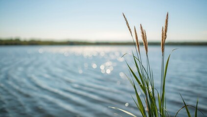 Reed plants along the lake shoreline during flowering season, emphasizing aquatic plant life