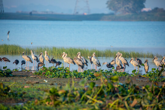 A large flock of Asian openbill storks (Anastomus oscitans)  rests along the lakeshore at Deepor Beel Wildlife Sanctuary, Assam, India, forming a striking wetland gathering.