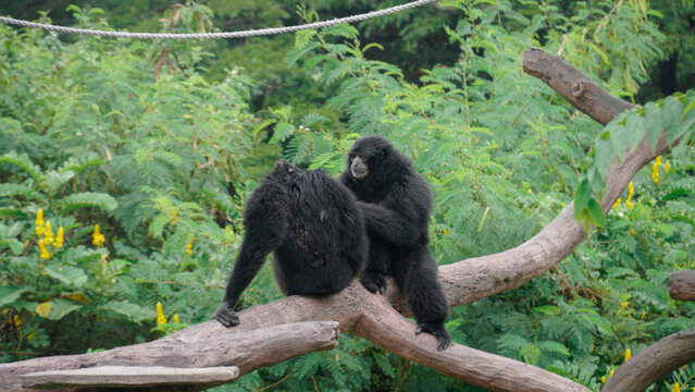 Two siamangs are sitting relaxed while looking for fleas.