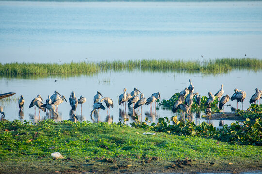 A large flock of Asian openbill storks (Anastomus oscitans)  rests along the lakeshore at Deepor Beel Wildlife Sanctuary, Assam, India, forming a striking wetland gathering.