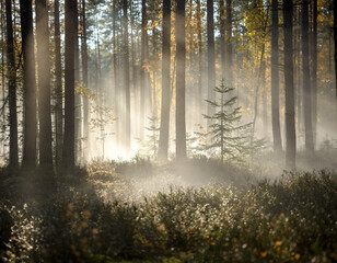Fototapeta premium Sunlit Misty Autumn Forest