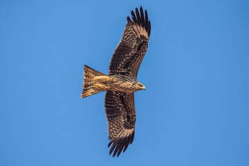 A black kite (Milvus migrans) glides through the sky, circling effortlessly on rising air currents with wings outstretched.