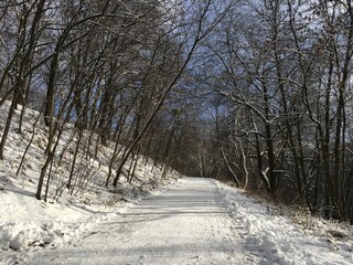 path in winter forest