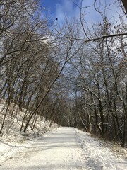 road in winter forest