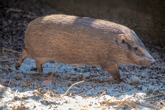 The pygmy hog (Porcula salvania) is a very small and endangered species of pig and the only species in the genus Porcula. Endemic to India.
