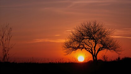 Sunset scene with tree outline providing a natural backdrop for landscape layouts, seasonal change