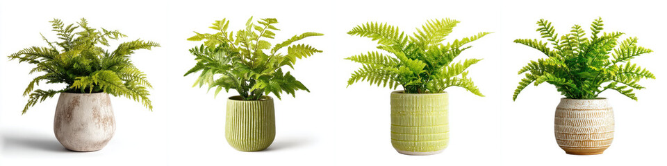 Collection of vibrant green ferns in textured plant pots, each with unique designs, set against white background. arrangement showcases lush foliage and diverse pot styles