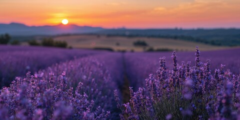 Obraz premium Sunset illuminates a violet lavender field in Provence, ideal for landscape photography backgrounds