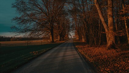 Rural pathway surrounded by trees at dusk highlighting urban accessibility challenges
