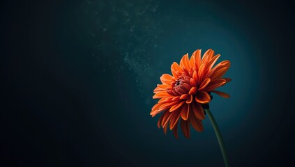 Detailed shot of an orange Autumn dahlia on a dark aqua background, highlighting flower texture and color.